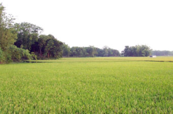 Photo of a field in Bangladesh