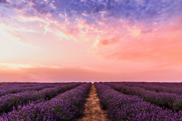 A pink sky over a lavendar farm