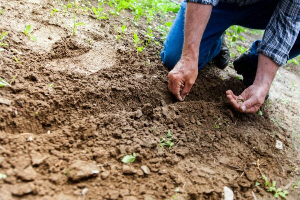 Cropped image of a farmer's hands planting seeds