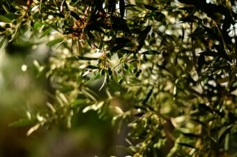 Photo of an olive tree.