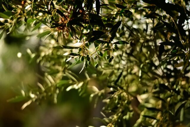 Photo of an olive tree.