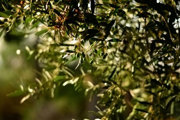 Photo of an olive tree.