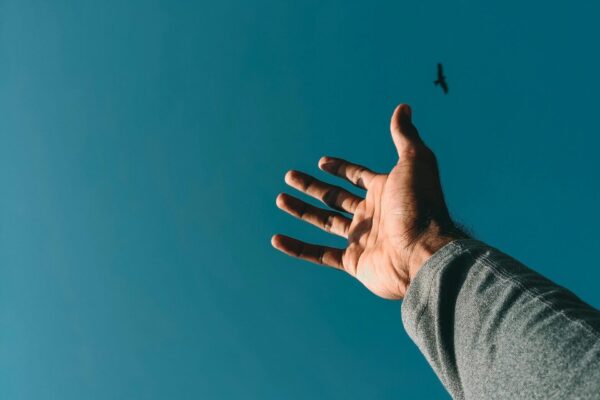 A hand reaching into the sky with a bird in the distance