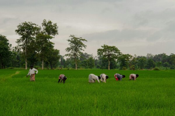 Women farmers in the distance pictured picking crops in a field.