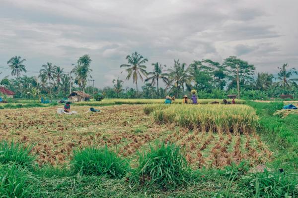 Indigenous farmers working in a lush green field surrounded by palm trees