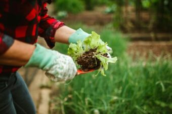 Person wearing gardening gloves holding freshly harvested lettuce with soil attached, in a green garden setting.